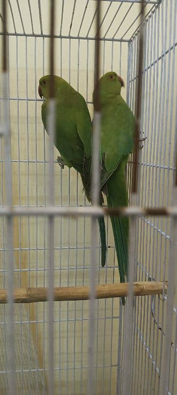 parrot 3