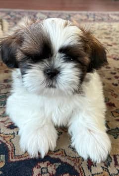 ShihTzu Highly Pedigreed Puppies. Perfect Gift For Valentine's Day!