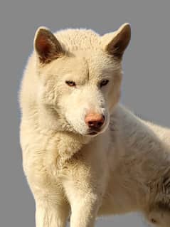 White Husky