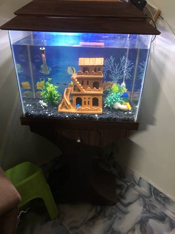 2  feet aquarium 2