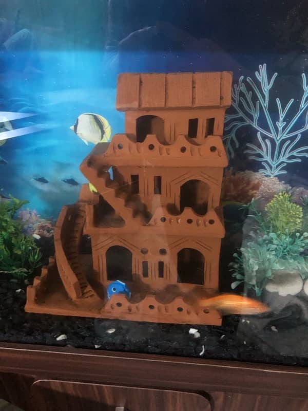 2  feet aquarium 5