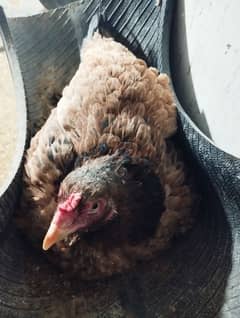 Pure Desi Krook (Broody) hen