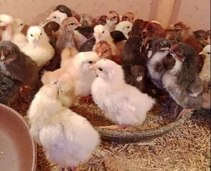 Day old Misri chicks available 0