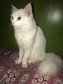 persian cat