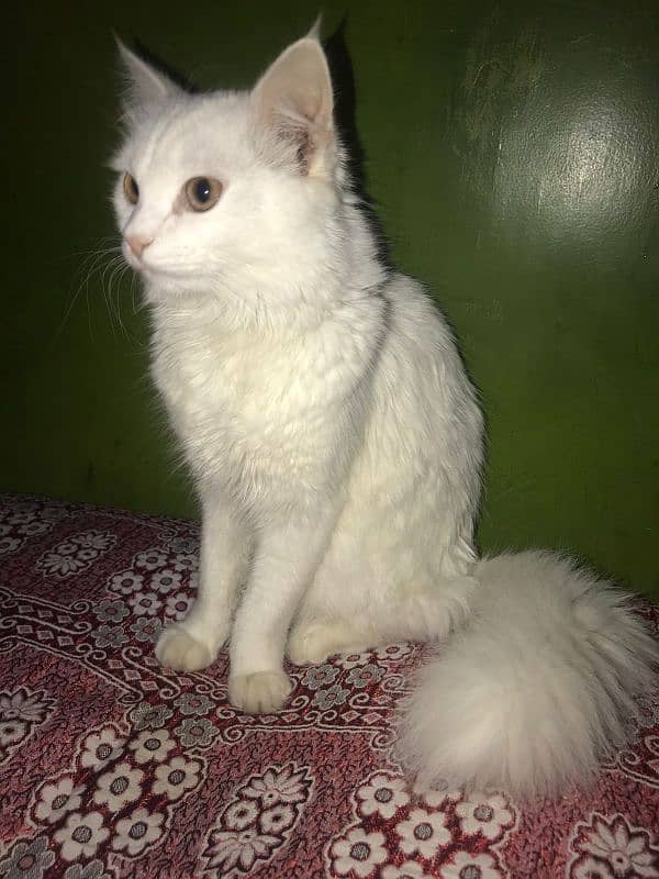 persian cat 0