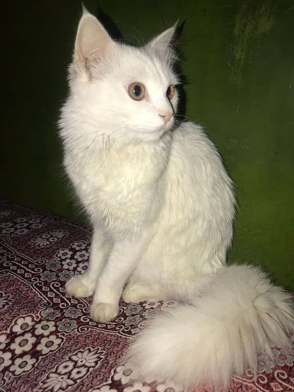 persian cat 1