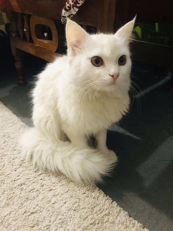 persian cat 5