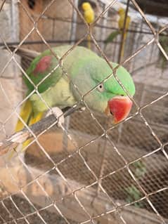 RAW Parrot/ Yellow Ringneck Single/ Pair