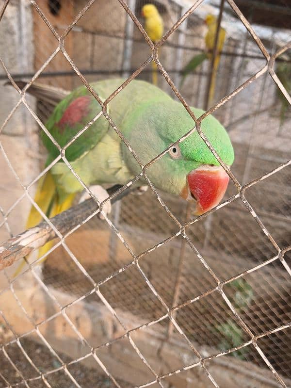 RAW Parrot/ Yellow Ringneck Single/ Pair 0