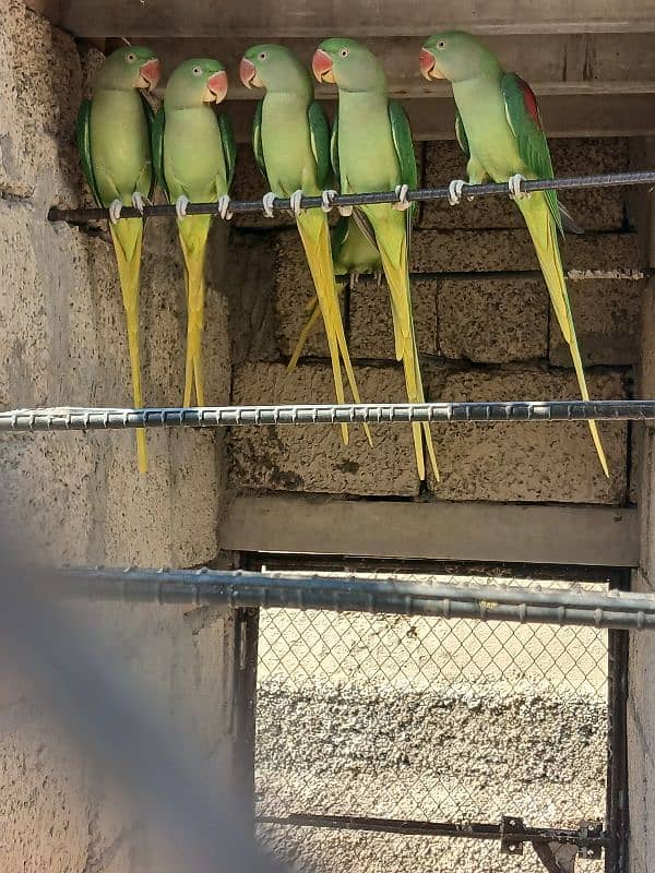 RAW Parrot/ Yellow Ringneck Single/ Pair 1