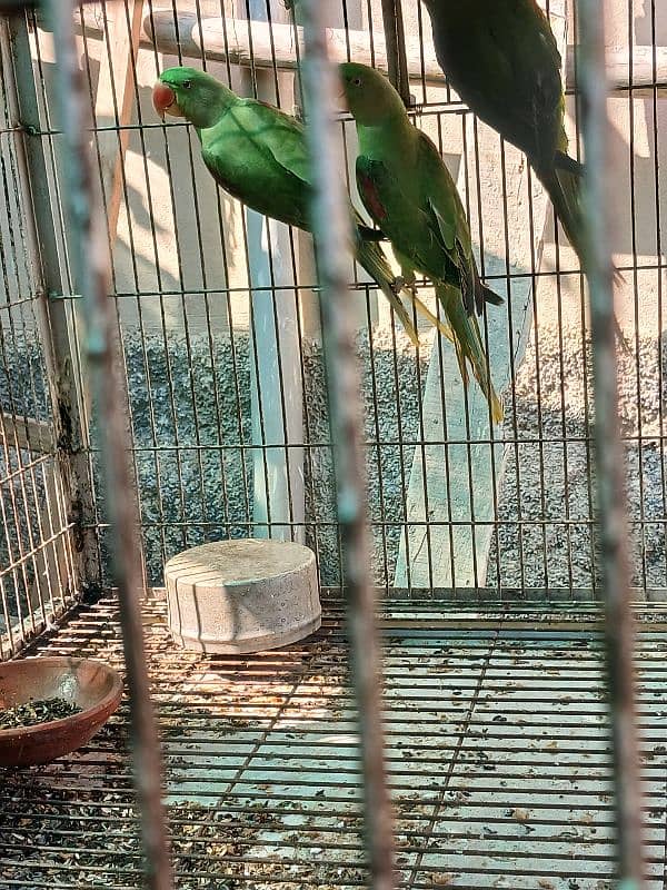 RAW Parrot/ Yellow Ringneck Single/ Pair 2