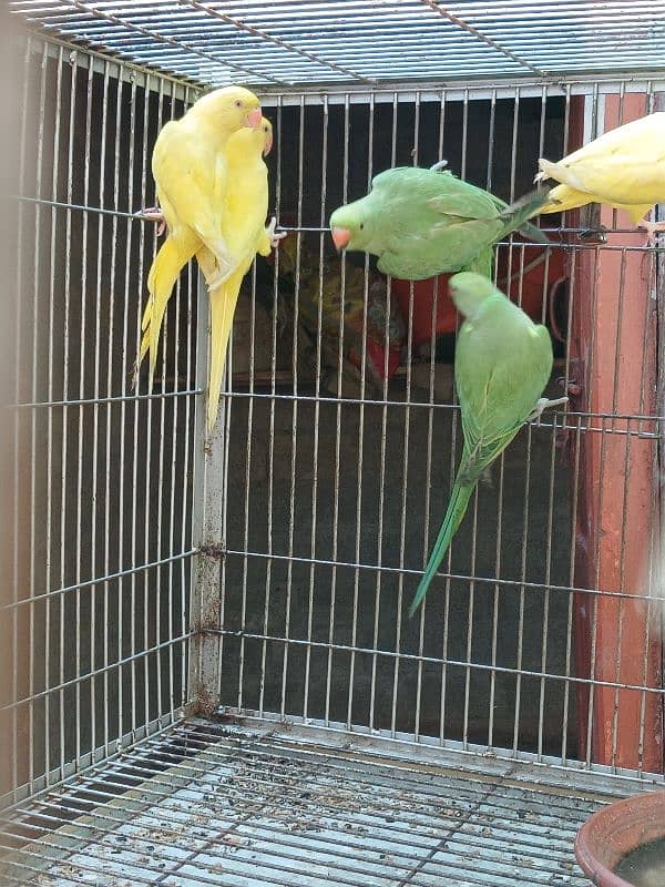 RAW Parrot/ Yellow Ringneck Single/ Pair 3