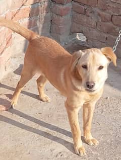 Labrador CHANGE WITH AFGHAN CHUCHI or black labardor