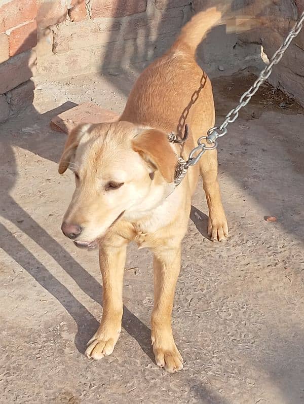 LABRADOR FOR SALE. ALSO CHANGE WITH AFGHAN CHUCHI 1