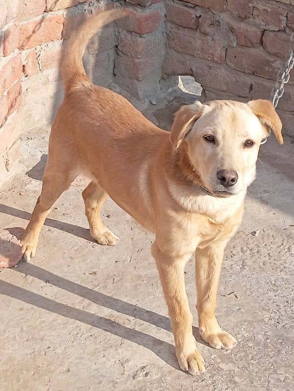 LABRADOR FOR SALE. ALSO CHANGE WITH AFGHAN CHUCHI 2