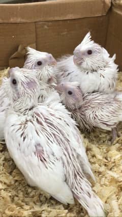 Eno red eyes cockatiel chicks