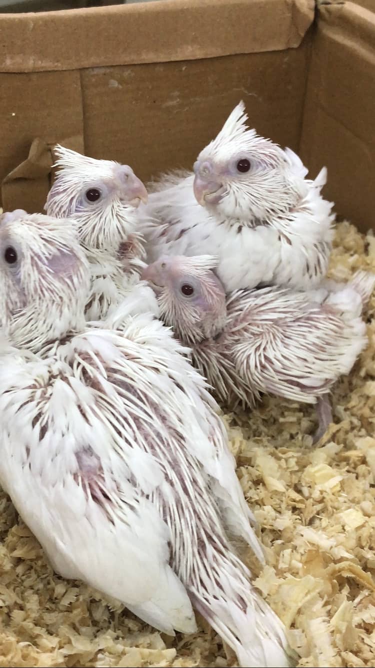 Eno red eyes cockatiel chicks 1