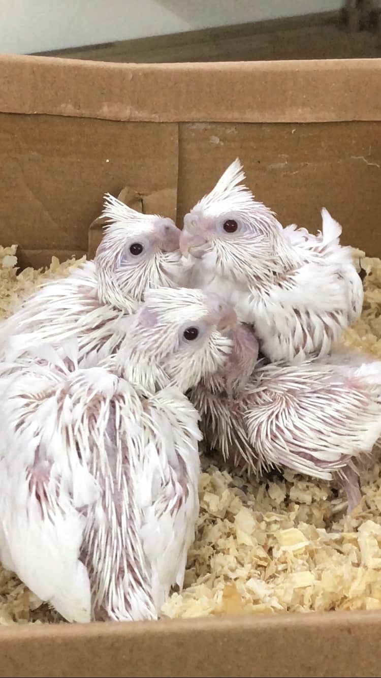 Eno red eyes cockatiel chicks 2