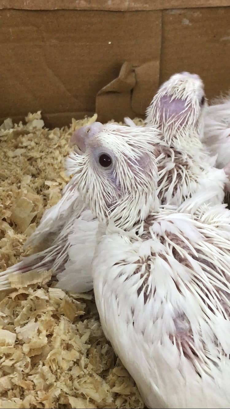 Eno red eyes cockatiel chicks 3