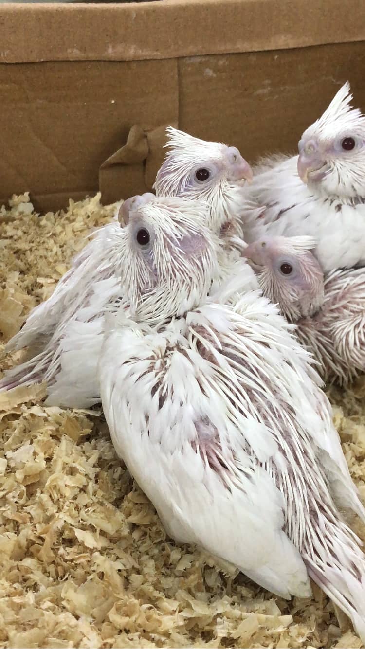 Eno red eyes cockatiel chicks 4