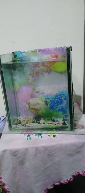 fish equrium urgent sale . . +3 fishes 1