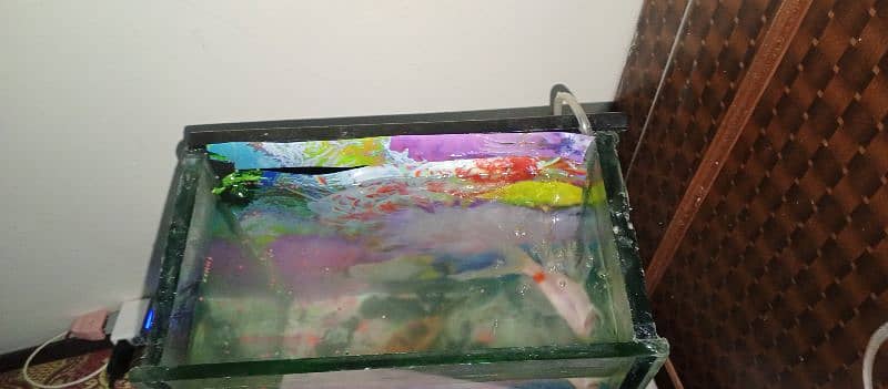 fish equrium urgent sale . . +3 fishes 2