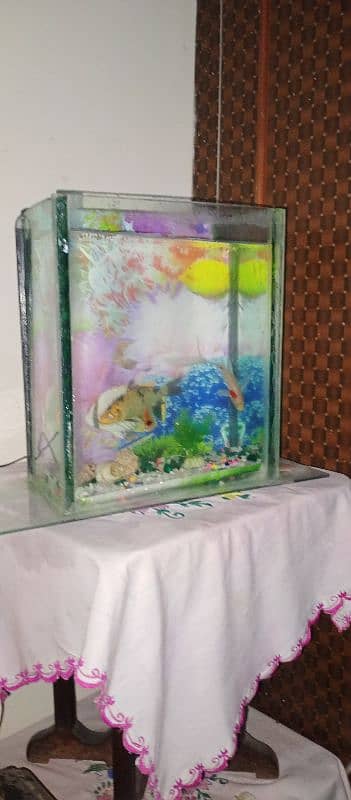 fish equrium urgent sale . . +3 fishes 3