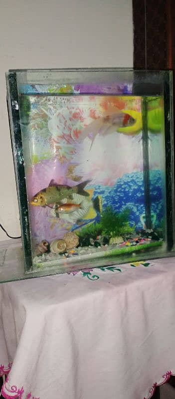 fish equrium urgent sale . . +3 fishes 4