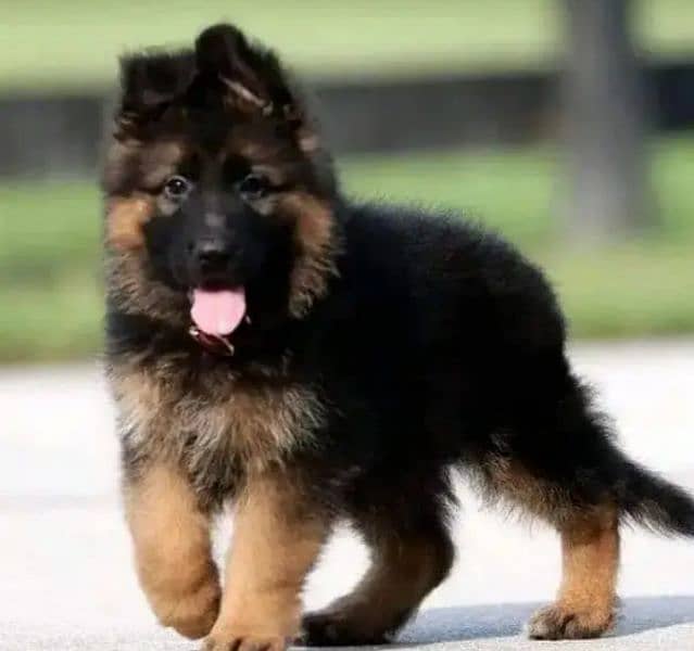 German sheferd puppy urgent for sale 1