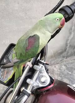 Kashmiri Raw parrot