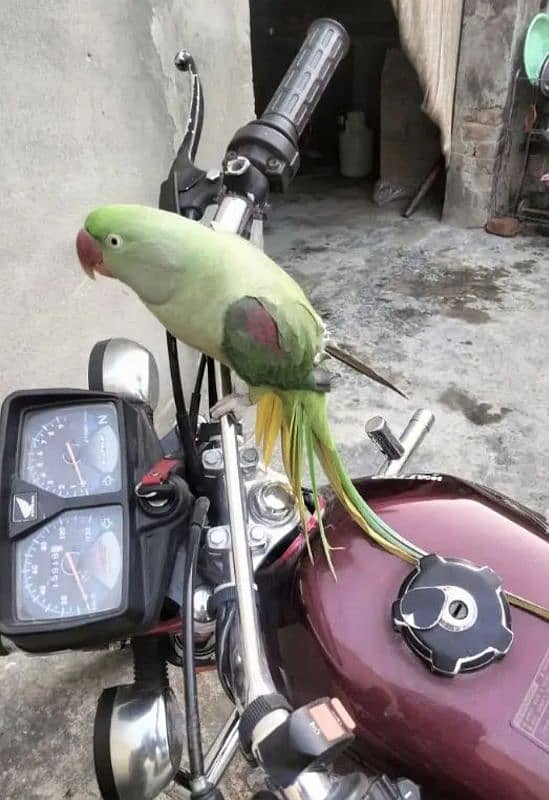 Kashmiri Raw parrot 1