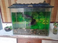 An aquarium with fish is for sale.