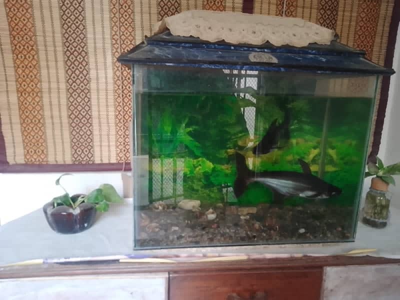 An aquarium with fish is for sale. 1