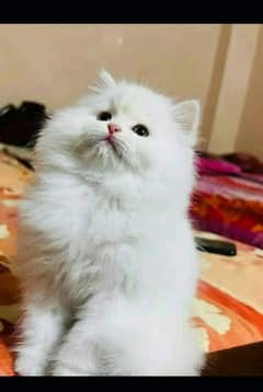 Persian cat for sale