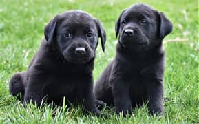 Labrador dog puppy