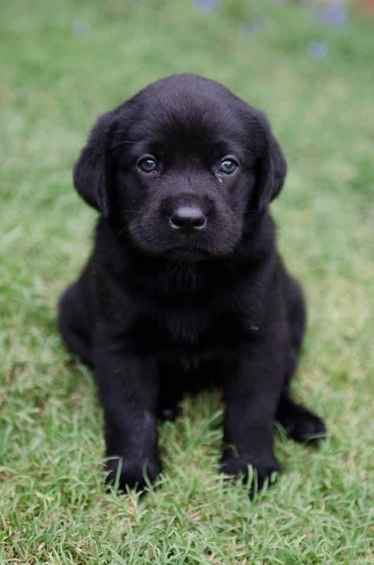 Labrador dog puppy 1