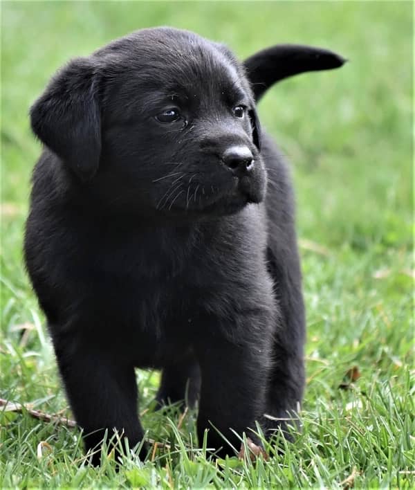 Labrador dog puppy 2