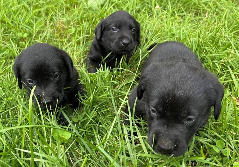 Labrador dog puppy 4