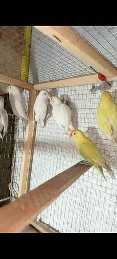 Mix Love birds Breeder pairs for sale