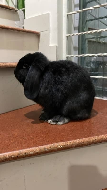 holland lop female 3