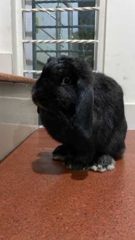 holland lop female 2