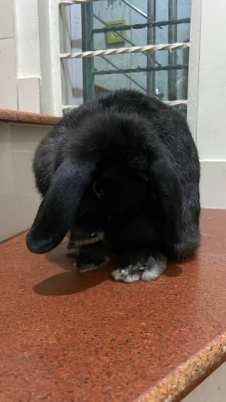 holland lop female 4