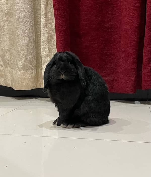 holland lop female 1