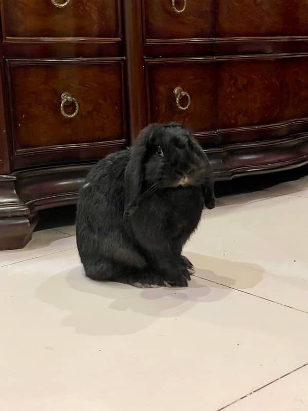 holland lop female 0