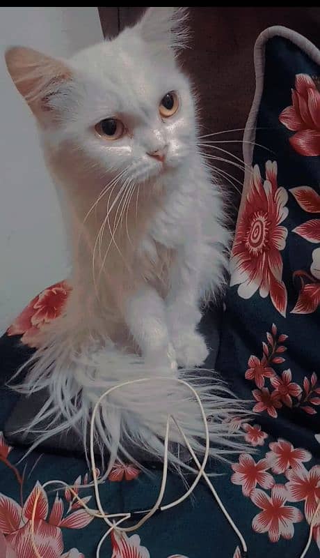 Persian cat 2