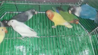 Lovebirds for sale