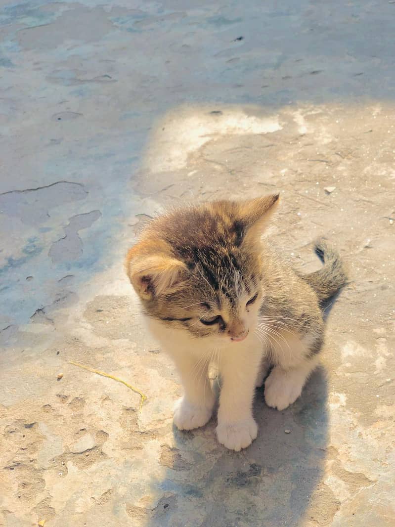 Persian Tabby Color Female cat for sale 2 month 0