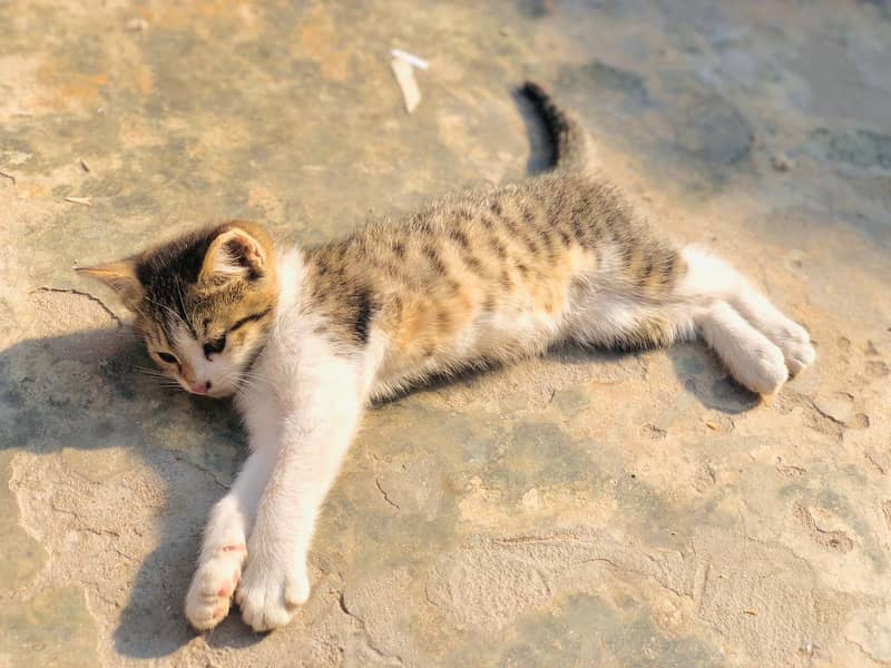 Persian Tabby Color Female cat for sale 2 month 1