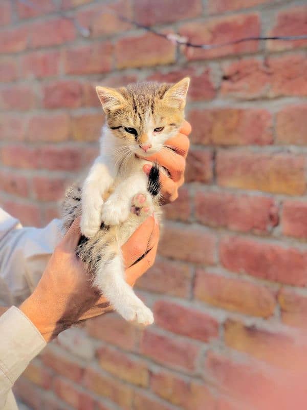 Persian Tabby Color Female cat for sale 2 month 2