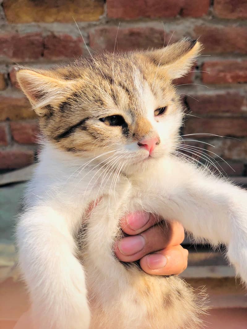 Persian Tabby Color Female cat for sale 2 month 3